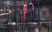 cages for zoo thumb image 1