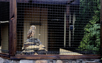 owl cage